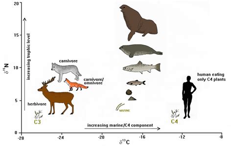 Radiocarbon Dating, Stable Isotope Analysis .